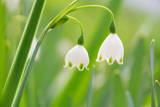 スノーフレーク Images Browse 3 667 Stock Photos Vectors And Video Adobe Stock