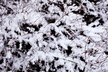 Dry bush under snow