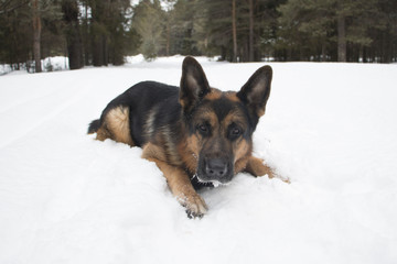 Dog on snow