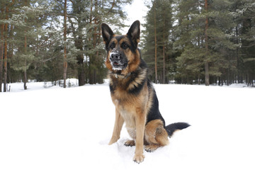 Dog on snow