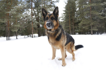 Dog on snow