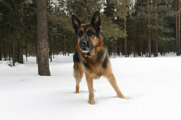 Dog on snow