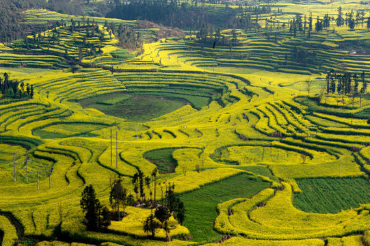 View of field terraces with blooming oil seed rape plants in valley, Luoping,Yunnan, China