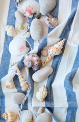 sea shells