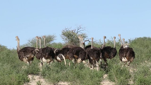 Group of ostriches (Struthio camelus) in natural habitat, Kalahari desert, South Africa