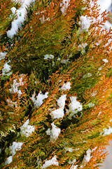 Thuja tree with snow