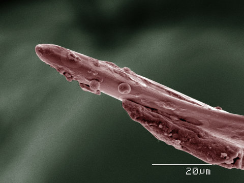 Coloured SEM of assassin bug mouthparts