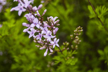 Macro Violet Flowers on Blur Green Background