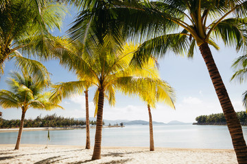 Fototapeta na wymiar beach resort with palms tropical