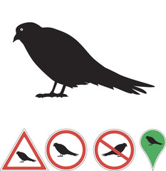bird