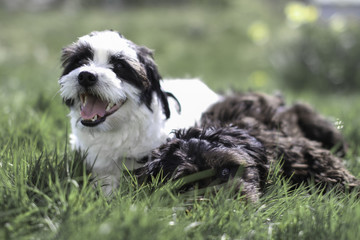 Fototapeta premium Two dogs lying in the grass