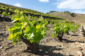 Parcelle de vigne de l'AOC Collioure
