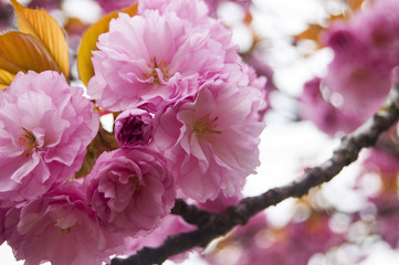 Pink Flowers on Left