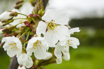 White Macro Flowers