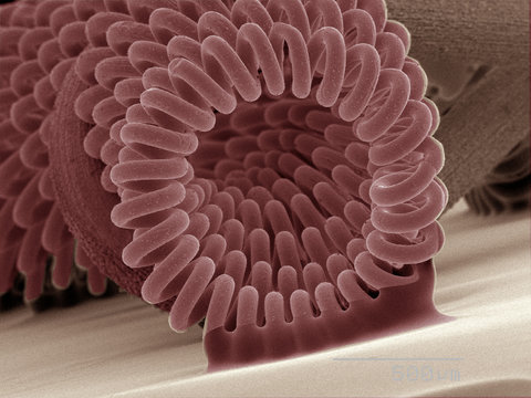Coloured SEM of projector bulb filament