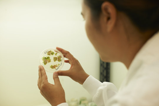 Female scientist examining plant sample in petri dish