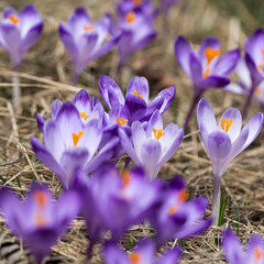 Crocuses on the meadow, first springtime flowers
