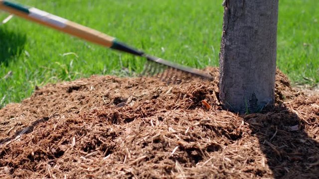 Raking pine mulch around the trunk of a small plum tree.  Recorded in 4K, hand-held camera.