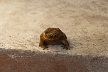 Frozen frog hunts in the garden