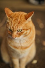 下を向く茶虎猫