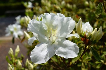 ツツジの花／山形県で綺麗な「ツツジの花」を撮影した写真です。