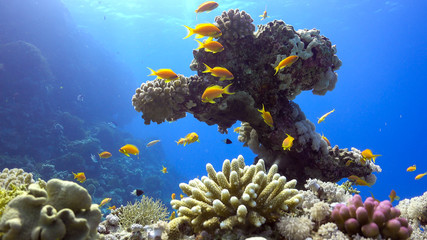 Naklejka na ściany i meble Tropical Fish on Vibrant Coral Reef