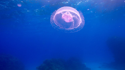 Obraz na płótnie Canvas Beautiful Jellyfish Floating Among Coral Reef