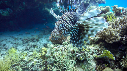 Naklejka na ściany i meble African Lionfish on Coral Reef