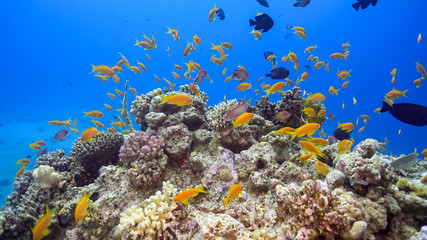 Naklejka na ściany i meble Tropical Fish on Vibrant Coral Reef