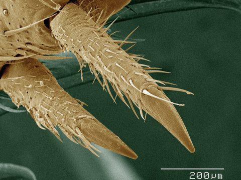 Coloured SEM of house cricket (Acheta domesticus) leg spurs