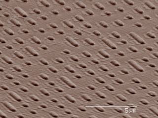 Coloured SEM of CD code
