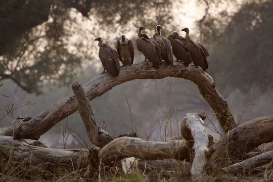White backed vultures - Gyps africanus