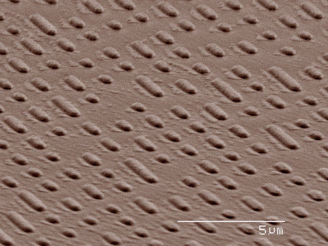 Coloured SEM of CD code