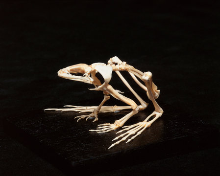 Frog skeleton, studio shot