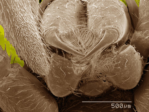 Coloured SEM Of Fangs Of Spider