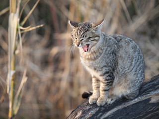 Obraz premium Ziewający kot
