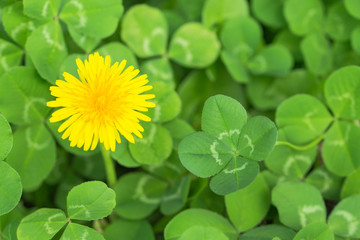 四つ葉のクローバーとタンポポ　 © imacoconut