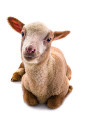 Fototapeta premium little sheep