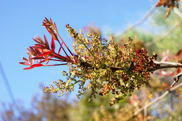 Bright spring twig