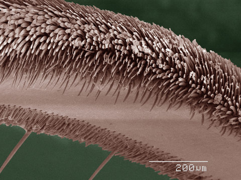 Coloured SEM of backswimmer (Notonectidae) leg