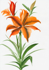 Beautiful lily flower watercolor painting isolated on white background