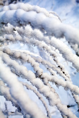 Pine tree covered with snow