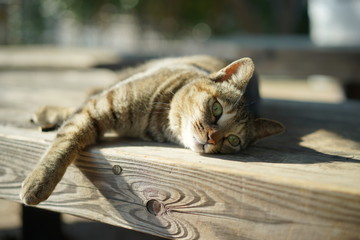 寝転ぶキジトラ