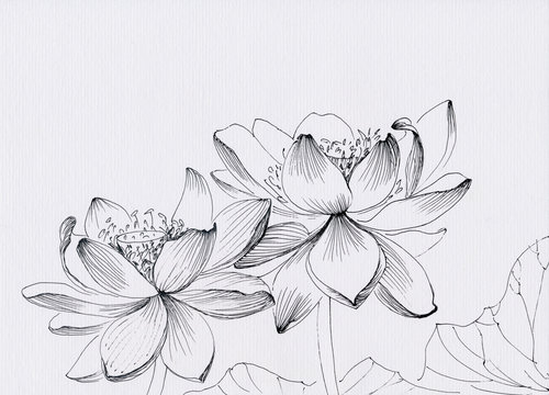 Lotus flower line art ink pen drawing. Original style.