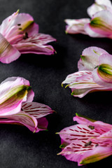 alstroemeria flowers with black background