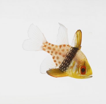 Pajama Cardinalfish