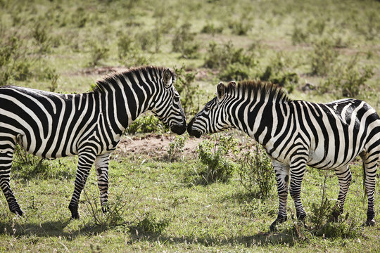 Two zebras face to face, Masai Mara, Narok, Kenya, Africa