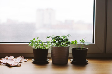 Plants on window, city view
