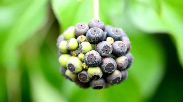 Fr&uuml;chte des Efeu
