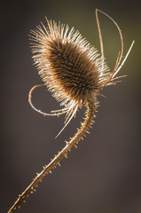 England. Yorkshire. January 2012. A single seed head of the Wild Teasel plant, Dipsacus fullonum, against a dark diffused background.